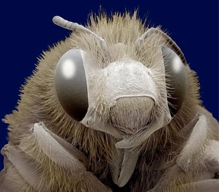 Illustration for article titled The Tongue Of The Dung Fly Speaks Volumes